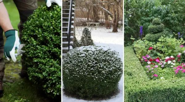 Buxbom i olika skepnader: klipps, täcks av snö och blomstrar vackert, trots hotet från buxbomssjukdom.