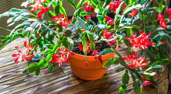 En vacker novemberkaktus stickling blommar med röda blommor i en orange kruka på ett träbord.