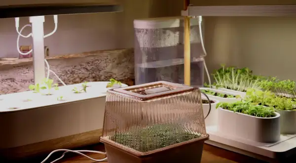 Odling av mikrogrönt under LED-lampor. En behållare med kondens täcker små plantor, kanske med en touch av bat guano för näring.
