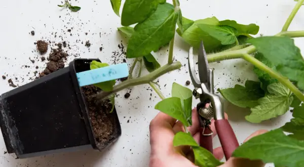 Beskära tomatplantor för bättre tillväxt. En hand håller sekatör nära en planta i kruka.