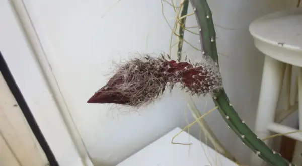 En nattens drottning stickling med en mörkröd knopp som börjar öppna sig, omgiven av fluffiga vita hår.