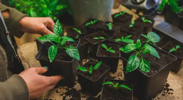 Händer planterar små paprikaplantor i jord. Många små krukor med plantor står redo för att växa.
