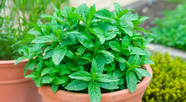 En frodig myntaplanta i en terrakottakruka. Perfekt för dig som vill odla mynta och njuta av dess friska doft och smak.