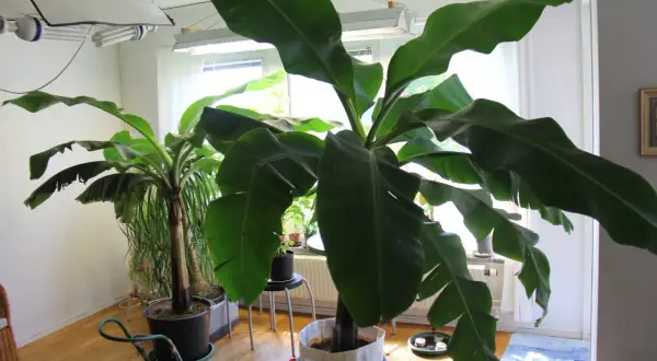 Stor banan planta med stora gröna blad växer inomhus under växtbelysning.