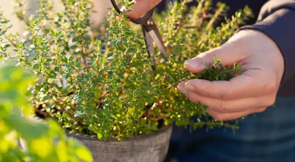 En hand klipper timjan för att samla in dess aromatiska blad. Snart kan dessa små timjan frön ge upphov till en hel örtagård.