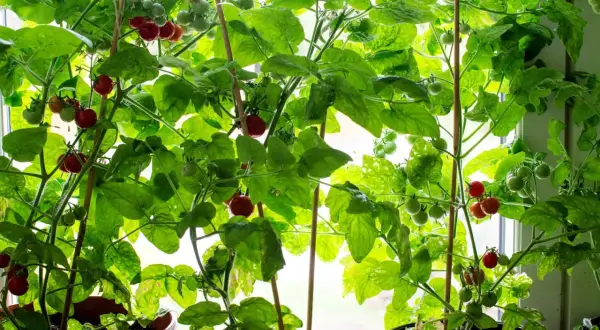 Tomatplantor i hinkar växer frodigt vid fönstret. Röda och gröna tomater hänger från grenarna, redo att skördas. En härlig syn för den som vill odla tomater i hink.