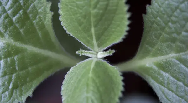 Närbild på sammetslena blad från kubansk oregano, med tydliga nerver och tandade kanter.