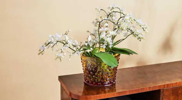 En orkidé med vita blommor i en bärnstensfärgad glasvas. Den står på en träbyrå, redo för näring till orkidéer.