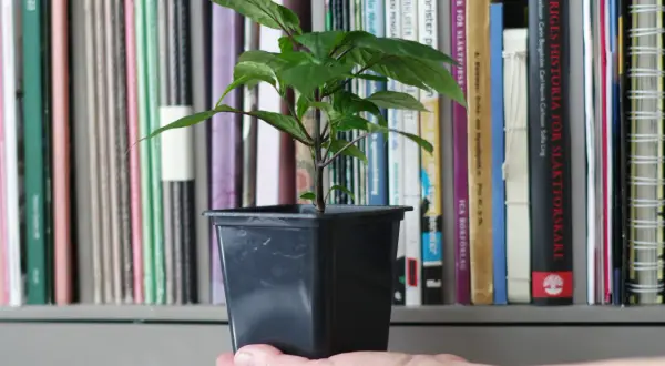 En hand håller en liten planta med gröna blad. Bakom syns en bokhylla fylld med böcker, kanske för att lära sig odla så chili.
