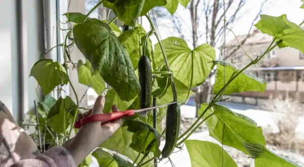 En hand med röda saxar klipper av en mogen gurka, en Cucumis sativus, från en frodig planta vid ett fönster.