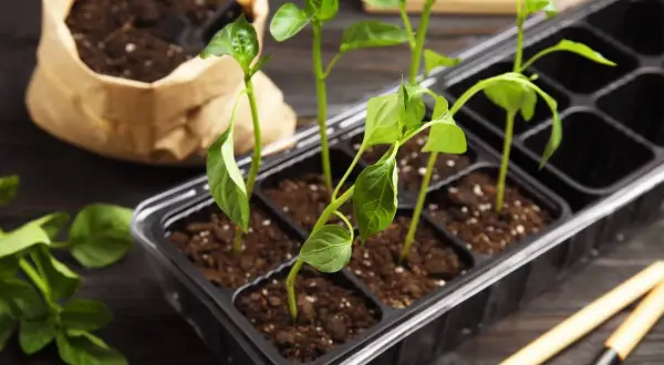 Små plantor av chili odla i en kruka med jord. Bredvid finns en påse med jord och trädgårdsredskap.