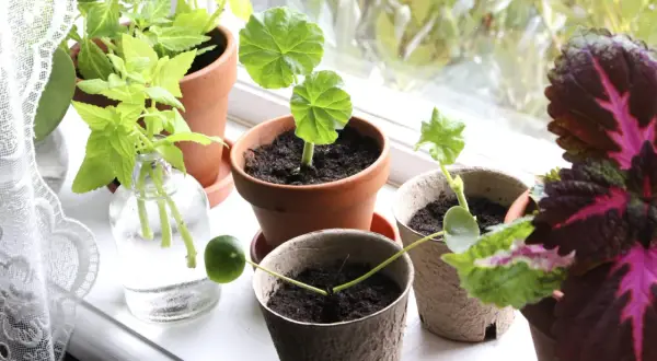 Små plantor i krukor på en fönsterbräda. En forellbegonia stickling rotar sig i en glasflaska.