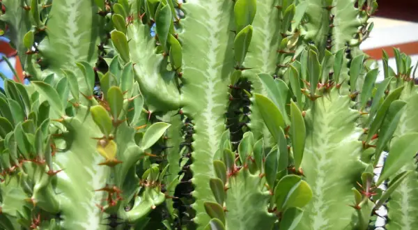 En närbild av en grön Euphorbia trigona med sina karaktäristiska taggar och små blad.