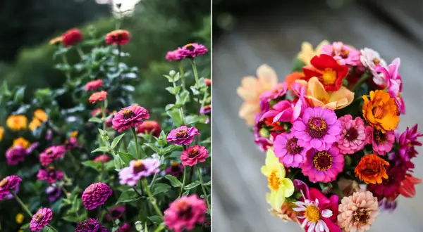 En bukett med färgglada zinnia direktsådd blommor, plockade från trädgården.