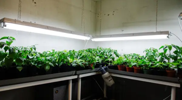 Rader av plantor växer under lysrör 36w i ett växthus.