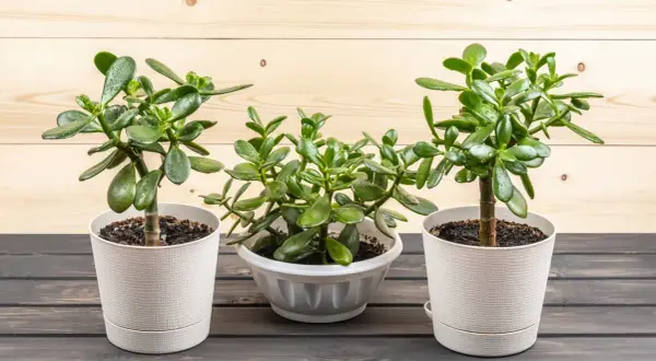 Tre frodiga Crassula ovata, även känd som paradisträd, står i vita krukor mot en träbakgrund.