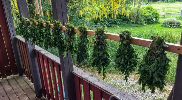 Buntar av örter, som oregano, hänger på tork på en veranda. Bakom syns en blomstrande träd och grönskande äng.