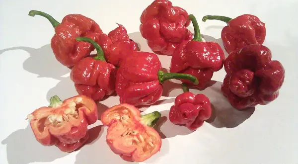 En samling röda, skrynkliga chilis, inklusive en delad trinidad scorpion med synliga frön.