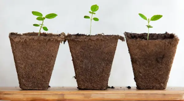 Tre små plantor, kanske en framtida tobaksplanta i kruka, växer till sig i bruna krukor på en trähylla.