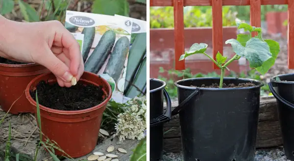 Nelson Garden gurka: frö planteras i kruka, en planta växer i hink.