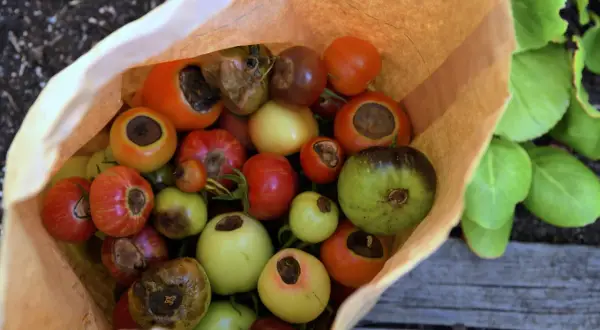 En påse med olika sorters tomater, vissa med blommorna kvar. Kanske behöver de kalcium till tomater för att undvika flugsvamp.