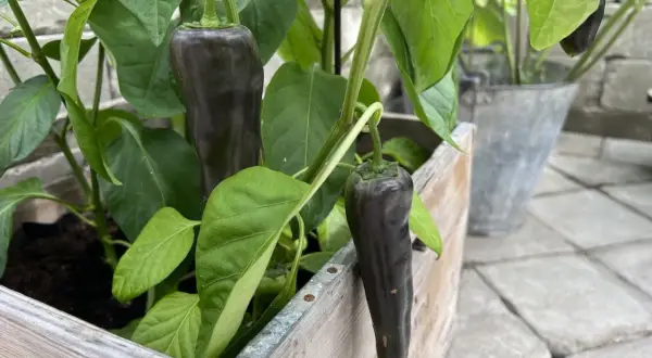 Mörk paprika planta med avlånga, mörklila frukter som hänger från grenarna.