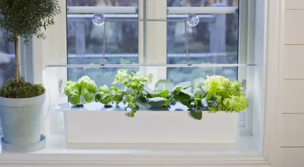 Fönsterkarm med en vit odlingslåda fylld med färska örter och sallad, belyst av en LED-lampa. En kruka med en grön växt står bredvid. En harvy kan skörda här.