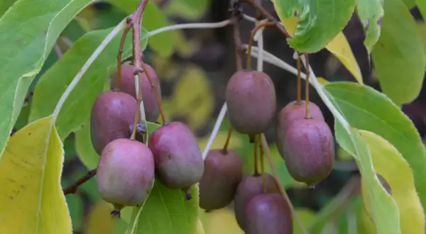 Små, lila kiwifrukter hänger mogna på en gren, redo att plockas. En vacker syn för den som vill odla kiwi.