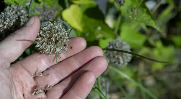 En hand håller en torkad blomställning med gräslök frö. Små, svarta frön syns i handen och på blomman.
