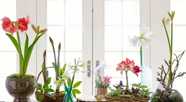 Flera amaryllis i glasburk och vaser, med blommor i rosa och vitt, samt knoppar.
