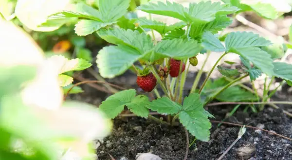 En planta med gröna blad och röda smultron som växer i jorden. Snart dags att njuta av att odla smultron.