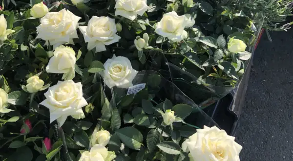 En grupp vita rosor i kruka, med några knoppar och gröna blad.