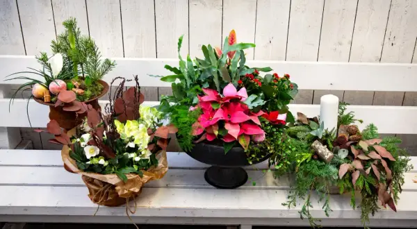 Vackra julblommor i kruka med amaryllis, julstjärna och granris. En vit ljuslykta fulländar julstämningen.