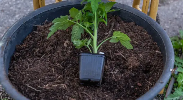 En liten tomatplanta i kruka, redo att planteras ut. Snart dags att binda upp tomaterna för att ge dem stöd.