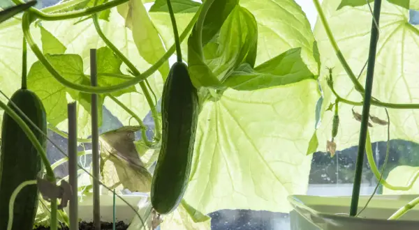 Gröna partenokarp gurkor växer på en planta i kruka, med stora blad som lyser i solljuset.