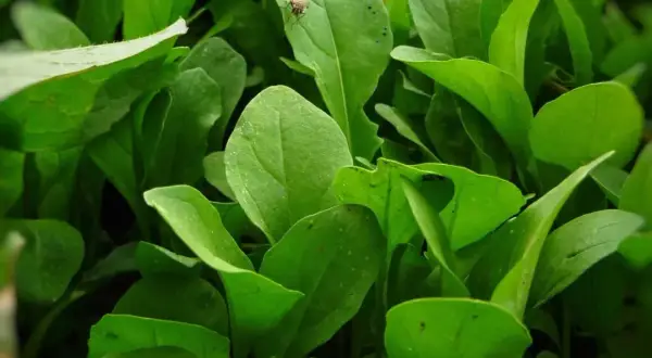 En närbild på frodig ruccola som växer. En liten fluga sitter på ett blad. Perfekt för att odla ruccola hemma.