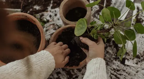 Händer som planterar om blommor i nya krukor med jord.