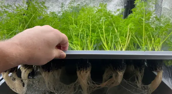 En hand inspekterar frodiga gröna plantor med synliga rötter i ett hydroponiskt system. Silicium stärker rötterna för optimal tillväxt.