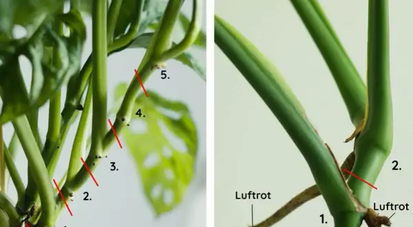 Monstera-sticklingar med numrerade snitt och luftrötter. Perfekt för att föröka din Monstera.