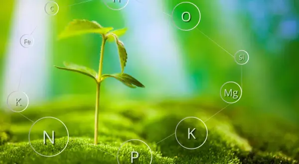 En liten planta växer ur mossa, omgiven av cirklar med kemiska symboler som visar dess näringsämnen, inklusive kaliumoxid (K).