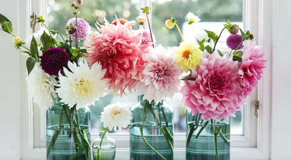 En bukett med dahlia jord i olika färger, från vitt och rosa till lila och gult, står i glasvaser på en fönsterbräda.