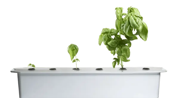 Fyra basilika plantor i olika stadier av tillväxt, från liten planta till frodig buske, i ett hydroponiskt system. En illustration av hur man kan odla basilika i vatten.