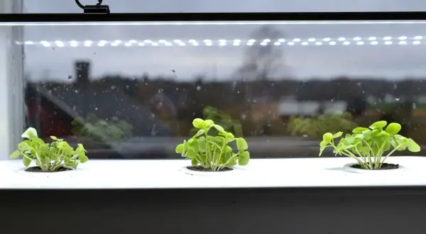 Små plantor växer under en grow light garden.