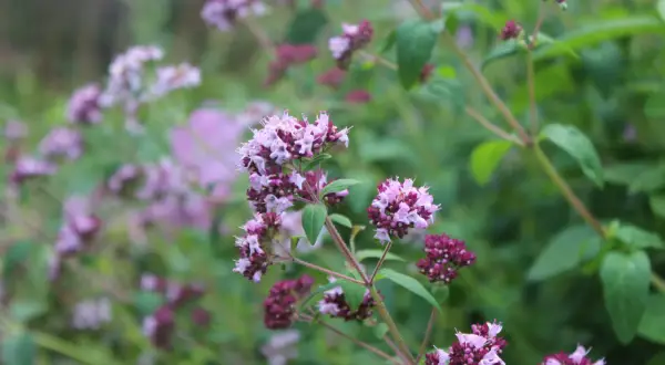 Vackra lila blommor på en ört i kruka, redo att förhöja smaken på din mat.