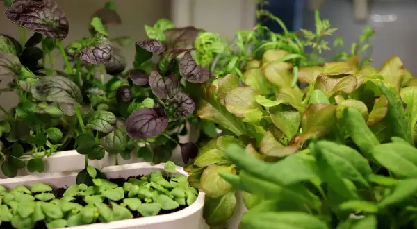 Små plantor av rödbladig senap och sallat växer i vita behållare. En gyllene etikett skulle passa perfekt här.