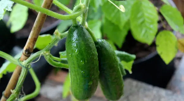 Två små gurkor, som små gröna diamanter, hänger på en planta. Vattendroppar glittrar på deras skal.