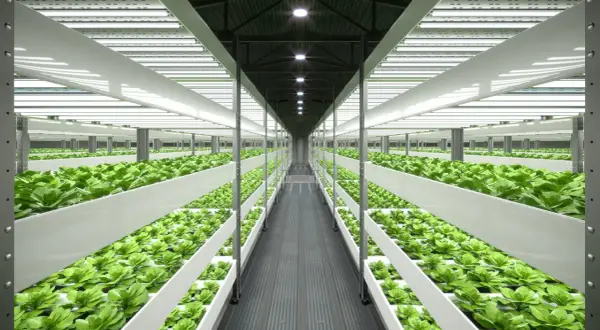 Vertikal odling med rader av gröna bladgrönsaker under stark belysning. Ett modernt system för utsug och klimatkontroll säkerställer optimal tillväxt.