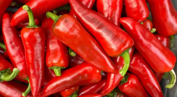 En hög med glänsande röda chilipeppar, som piment d'Espelette med sin milda hetta på Scoville-skalan.
