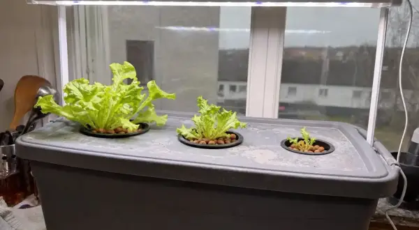 En hemmaodling med hydroponisk odling av sallat under LED-ljus. Tre plantor växer i behållaren, en stor och två mindre.