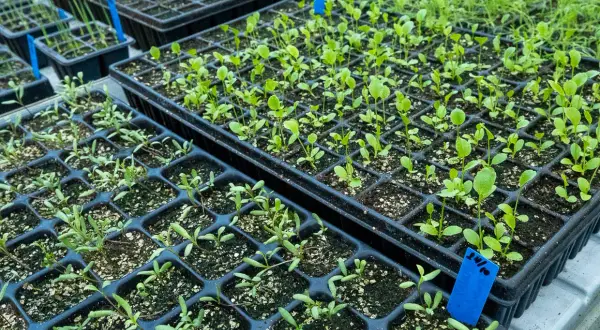 Små plantor i plastbrickor, redo att planteras ut. De växer i ett växthus, kanske för att ge näring åt framtida skördar. Ballaster av små plantor.